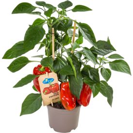 Paprika punane Pick-n-Joy 