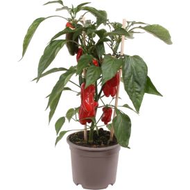 Potitaim Pick-n-Joy paprika punane