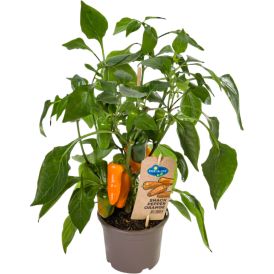 Paprika Pick-n-Joy orange