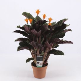 Tiigerlehik Ø 14 cm