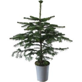 Kaukaasia nulg potis 75-85 cm
