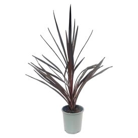 Lõuna-tõlvpuu Red Star Ø 17 cm