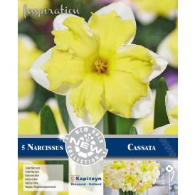 Nartsiss Collar Cassata 5 tk