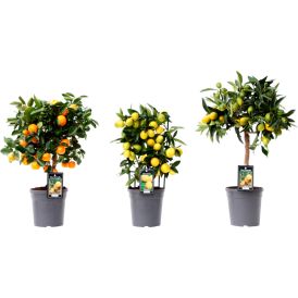 Sidrunipuu tüvel Ø 20 cm