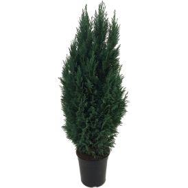 Küpress Lawsonii Ø 21 cm 
