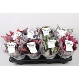 Begoonia Beleaf valik Ø 12 cm