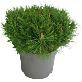 Lookjas mägimänd Ø 17 cm
