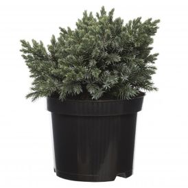 Kirju kadakas Blue Star Ø 17cm