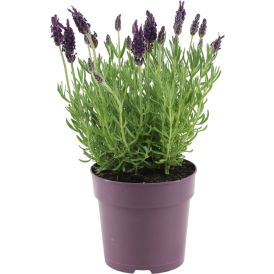 Tähklavendel Anouk Ø 12 cm