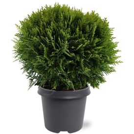 Harilik elupuu Danica Ø 17 cm