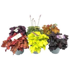 Helmikpööriste Indian Summer valik Ø 20 cm