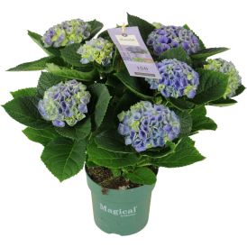 Hortensia Magicalrevolution Ø 14 cm