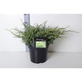 Kirju kadakas Holger Ø 17 cm