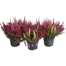 Kanarbik Quatro Beauty Lady Ø 12 cm