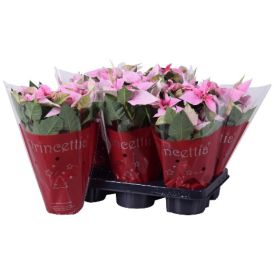 Sügistäht mix Ø 12 cm 