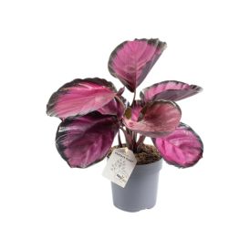Tiigerlehik Rosey Ø 11 cm