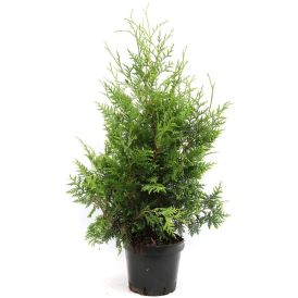 Harilik elupuu Brabant Ø 23 cm