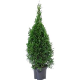 Harilik elupuu Smaragd Ø 26 cm