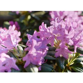 Rododendron valik Ø 21 cm