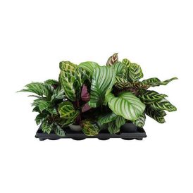 Tiigerlehik valik Ø 12 cm