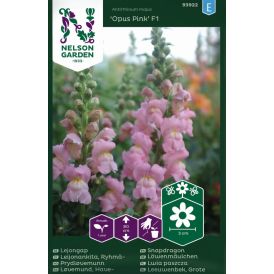 Lõvilõug Nelson Garden Opus Pink F1