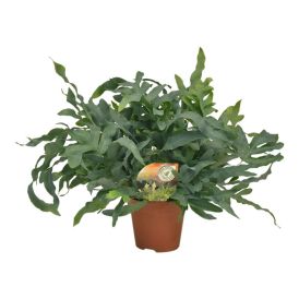 Harilik kuldimar Blue Ø 17 cm