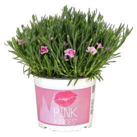 Aednelk Pink Kisses Ø 17 cm