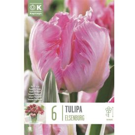 Tulp  Kapiteyn Parrot Elsenburg 6 tk