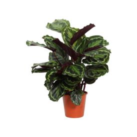 Tiigerlehik Calathea Medallion Ø 19