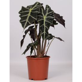 Alokaasia Polly Ø 17 cm