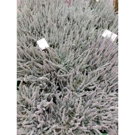 Kanarbik Fluffy Ø 11 cm