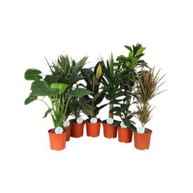 Roheliste toataimede mix Ø 21 cm
