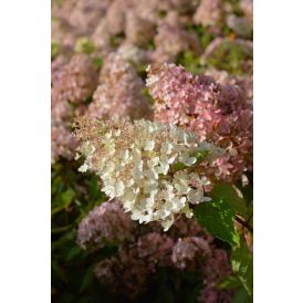 Hortensia Grandiflora                              