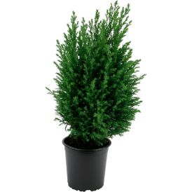Kalifornia ebaküpress Ellwoodii Ø 13 cm