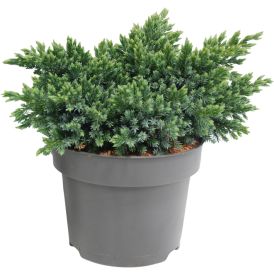 Kirju kadakas Blue Star