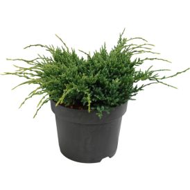 Kirju kadakas Holger Ø 17 cm