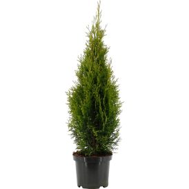Harilik elupuu Smaragd Ø 19 cm