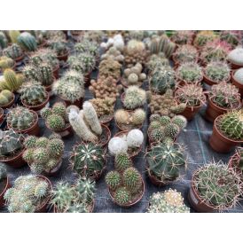 Kaktus mix Ø 8,5 cm