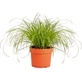 Heintaimede mix Ø 14 cm