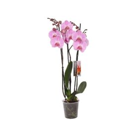 Kuuking mix Ø 12 cm 3-vart