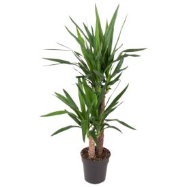Tääkliilia Ø 21 cm