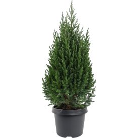 Hiina kadakas Stricta 23 cm
