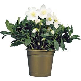 Lumeroos valik Ø15 cm