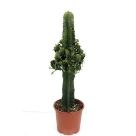 Kandelaaber-piimalill Ø 19 cm