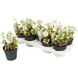 Lumeroos Ø 12 cm