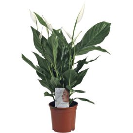 Tõlvlehik Ø 17 cm
