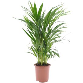 Kollakas pisipalm Ø 17 cm
