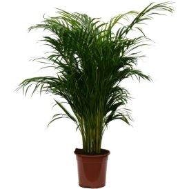 Kollakas pisipalm Ø 20 cm