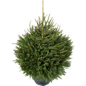 Harilik kuusk Picea Abies 80-100 cm