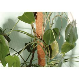 Kookoskepp 60 cm